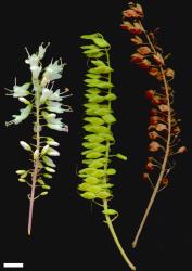 Veronica macrocarpa. Inflorescence (left), immature infructescence (centre), and mature infructescence (right). Scale = 10 mm. This plant matches material identified as var. macrocarpa.
 Image: M.J. Bayly & A.V. Kellow © Te Papa CC-BY-NC 3.0 NZ